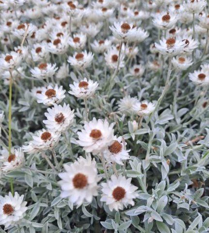 Syncarpha argyropsis peduncle leaves